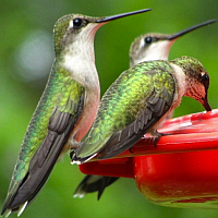 Hummingbird Feeder Accessories